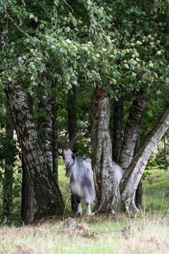 Dutch Land Goat (Capra aegagrus hircus), Emsland, Lower Saxony, Germany
