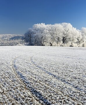 Winter landscape with hoarfrost, vehicle track on field, forest in the back, Burgenland district, Saxony-Anhalt, Germany