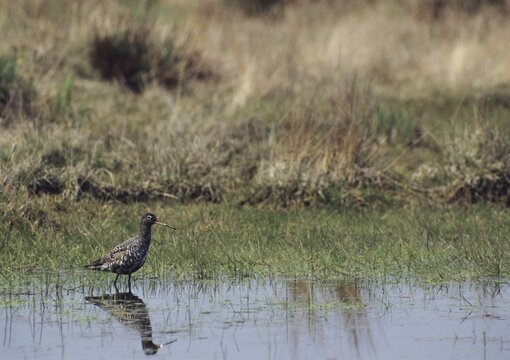 Dark water strider, spotted redshnak, tringa erythropus, birds, charadriiformes, limicoles, snipe birds, scolopacidae, birds, waders, waders