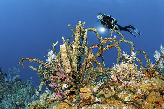 Diver looking at coral reef with various Sponge (Porifera), Caribbean Sea near Maria la Gorda, Pinar del R&iacute;o Province, Caribbean, Cuba