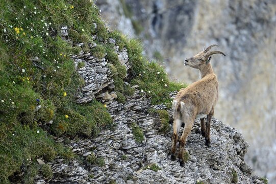 Alpine Ibex (Capra ibex) standing on steep terrain, Bernese Oberland, Canton of Bern, Switzerland