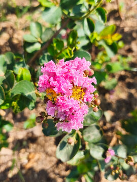 Close Up Pink Crape Myrtle Flower Cluster in Garden