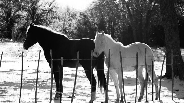 Pair of Horses Standing by Fence in Texas Winter Snow in Black and White