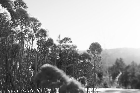 Foreground Plants with Durango Colorado Mountains in Background in Black and White Winter Scene
