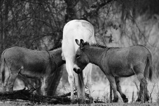 Mini Donkeys with Horse on Farm in Black and White Close-Up