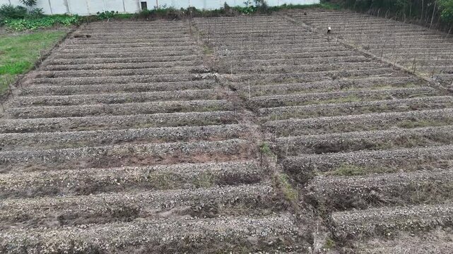 An aerial view of plowed and drained farmland, with parallel raised beds and sparse vegetation.