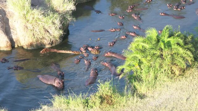 セレンゲティ国立公園の川に集まるカバの群れを高台から望む（Hippo Pod in a River, Serengeti National Park, Tanzania）