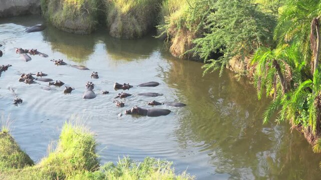 セレンゲティ国立公園の川で群れをつくるカバ、タンザニアの野生動物（Hippos in Serengeti National Park River, Tanzania）
