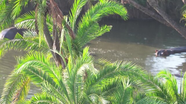 セレンゲティ国立公園の川で休むカバの群れ、ヤシの葉越しに見る野生動物（Hippos in Serengeti National Park, Tanzania）