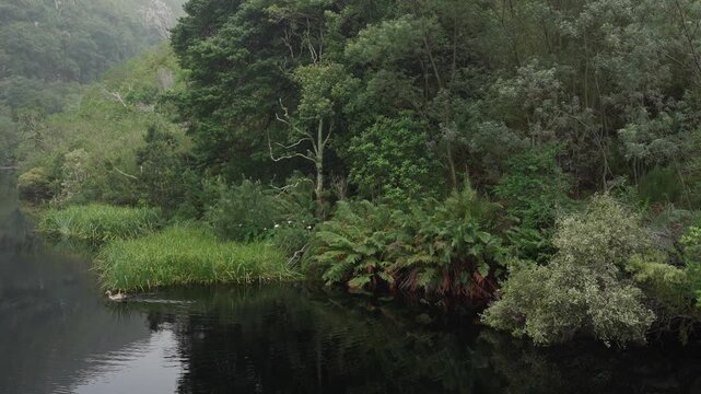 Egyptian goose swimming in the Disa River surrounded by lush riverine vegetation and natural tannin-stained water at Betty's Bay on South Africa's Whale Coast, Western Cape.
