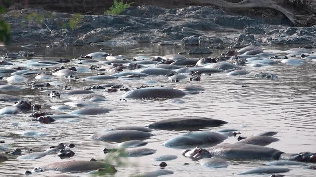 セレンゲティ国立公園の川に群れるカバの大群、タンザニアの野生動物（Hippos in Serengeti National Park, Tanzania）