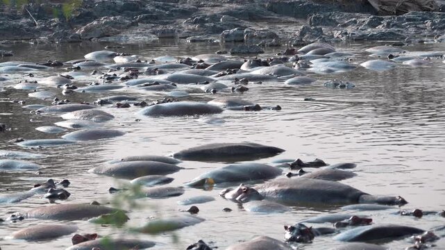 セレンゲティ国立公園の川に密集するカバの群れ、水面で休む野生動物（Hippo Pod Resting in River, Serengeti National Park, Tanzania）