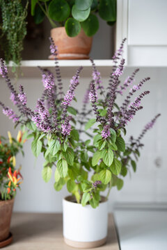 Flowering Thai basil displays abundant purple blooms on apartment shelf, combining aromatic edible herb growing, decorative foliage and cozy indoor gardening within bright modern kitchen.