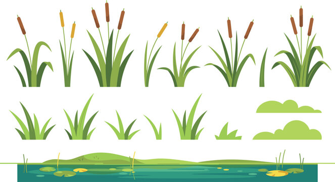 Swamp reed and cattail grass vector set with aquatic marsh plants river pond lake shores and green bushes.