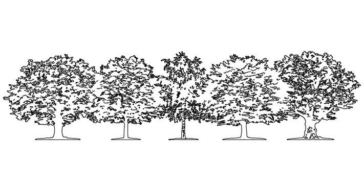 Small group of five varied deciduous trees arranged together isolated on transparent background