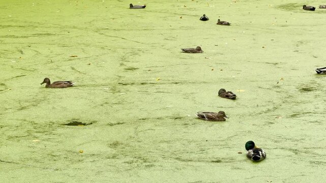 Ducks swim peacefully across a bright green duckweed-covered pond in Pavlovsk Park, Saint Petersburg. This quiet scene brings a gentle feeling of calm, wonder, and joy.