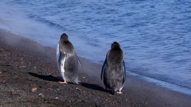Chinstrap and gentoo penguins on beach at Deception Island, Antarctica