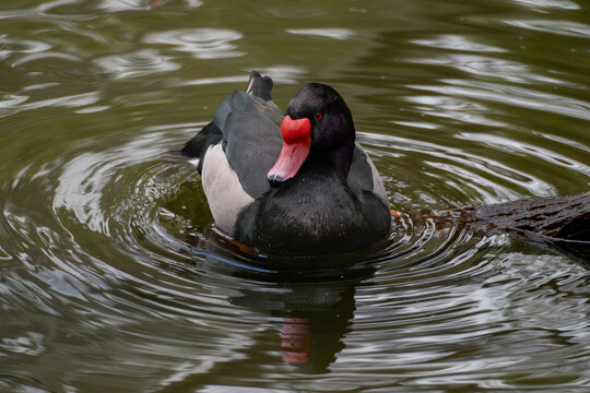 Red-gartered coot swimming on calm water while creating concentric ripples around its body. Wildlife photography captured in natural wetland environment.