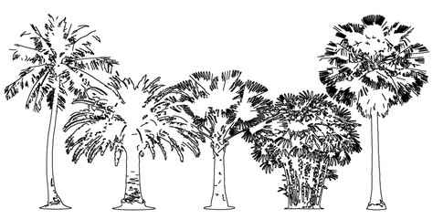 Diverse collection of tropical palm trees in sketch style isolated on transparent background for exotic landscaping © NT VIDEO