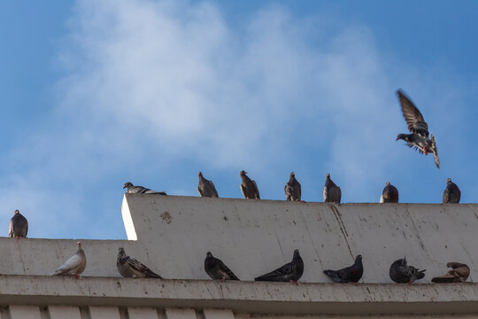 Pigeons perch calmly on a concrete ledge. One bird soars above, wings spread wide. Soft clouds drift across a clear blue sky. Urban wildlife finds peace in city structures