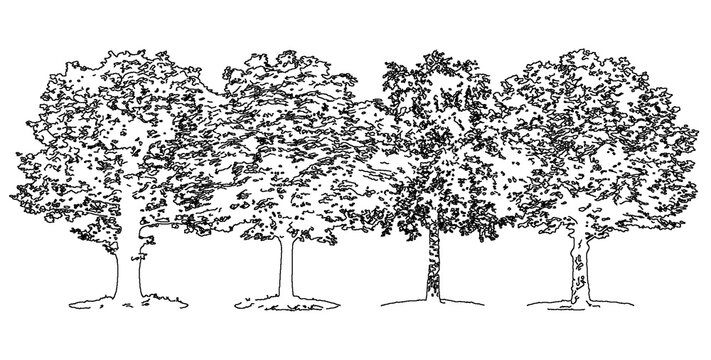 Row of four mature trees line art illustration isolated on transparent background for architectural rendering