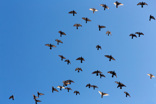 Birds soar freely against a vivid blue sky. They twist and glide in synchronized motion. Each wingbeat echoes nature's quiet rhythm. Perfect for scenes of freedom or escape. Ideal for travel, wildlife