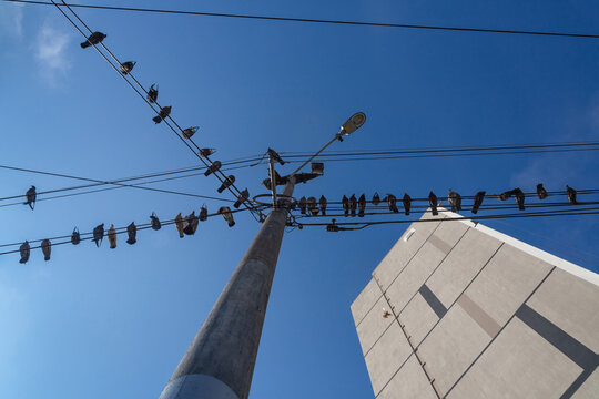 Pigeons perch on power lines against a clear blue sky. Tall pole stands beside a modern building. The birds appear calm and unbothered by the wires. This urban scene captures everyday city life