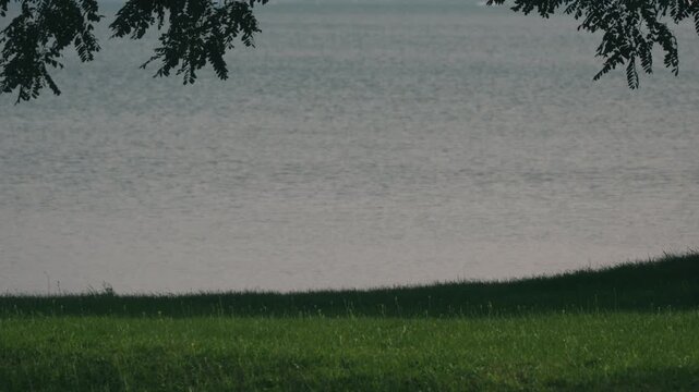 Large tree casting shade over a grassy park with water in the background
