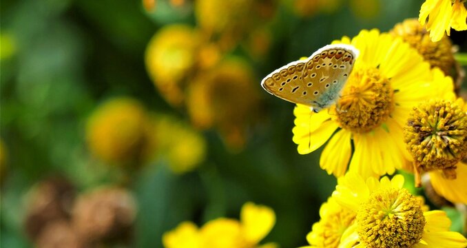 Colorful butterfly with open wings in the meadow full with yellow flower, flower and insects wildlife background