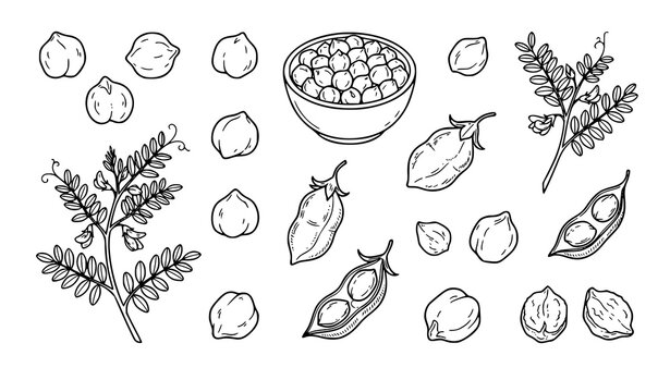 Chickpea botanical line art collection with legumes plant pods and healthy food ingredients