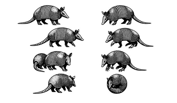 Vintage monochrome armadillo wildlife vector collection with diverse animal poses and views