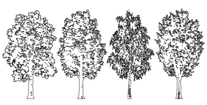 Four diverse tree species featuring birch and deciduous forms isolated on transparent background for landscaping