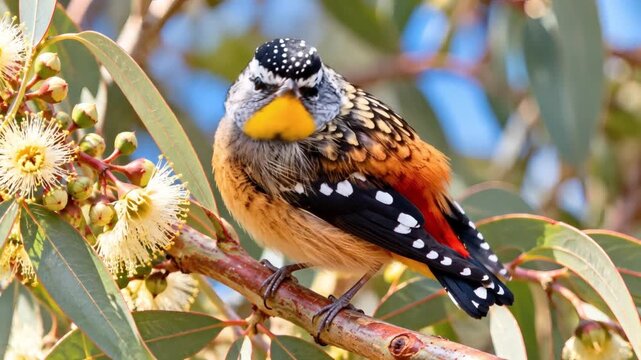 Colorful bird perched on a branch with eucalyptus flowers  