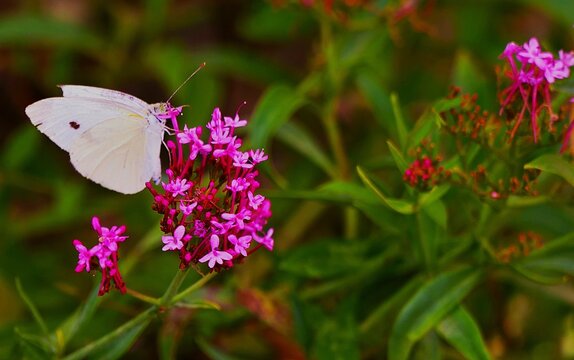 White l butterfly with open wings in the meadow full with purple flower, flower and insects wildlife background
