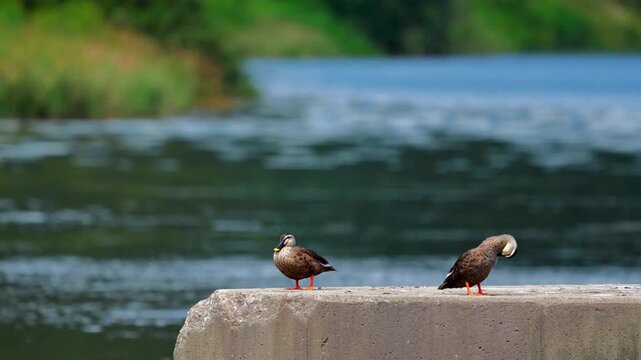 Spot Billed Duck Yawning Sleepy beside Another Preening Duck 4K