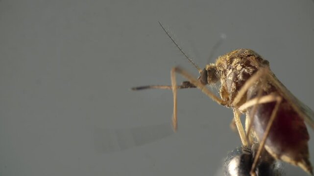 Closeup mosquito profile perched on metallic support, side view revealing legs and segmented body muted gray backdrop creates clinical portrait that highlights morphology and posture, useful