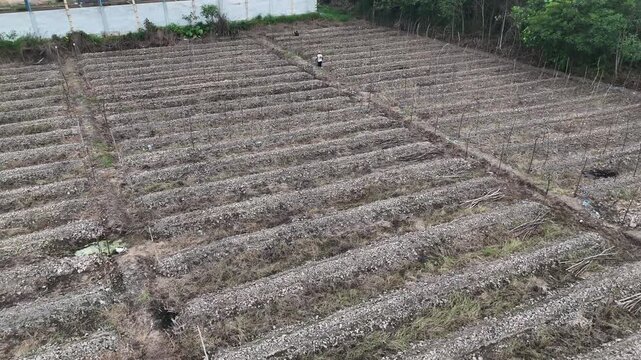 An aerial view of plowed and drained farmland, with parallel raised beds and sparse vegetation.