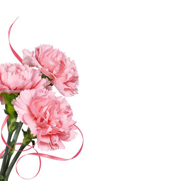 Pink carnation flowers and a ribbon in a corner arrangement isolated on white or transparent background