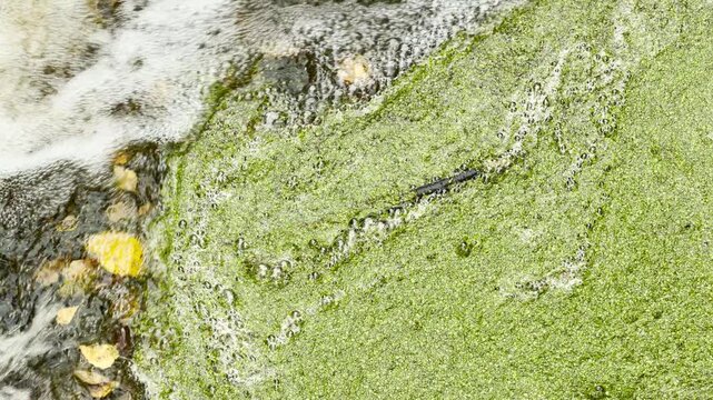 Foamy water rushes beside vibrant green duckweed in a calm pond. This peaceful detail creates a sense of wonder in Pavlovsk Park, Saint Petersburg.