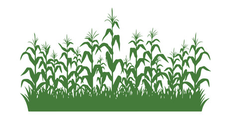 Obraz premium Green corn stalks isolated on white in a flat vector style.