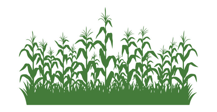 Green corn stalks isolated on white in a flat vector style.