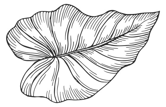 Tropical leaf sketch. Jungle forest branch engraving