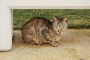 Tabby street cat sitting on pavement under a white bench and looking at the camera © Veronika
