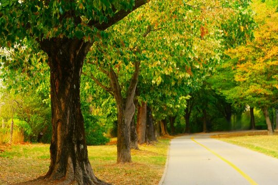 Colorful autumn trees in peaceful alley with a path, seasonal autumn trees scene