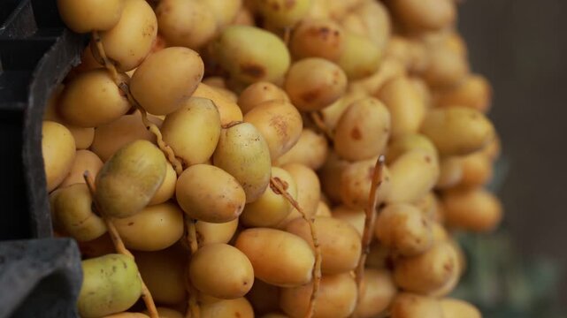 Fresh yellow dates branch harvested from local farm market