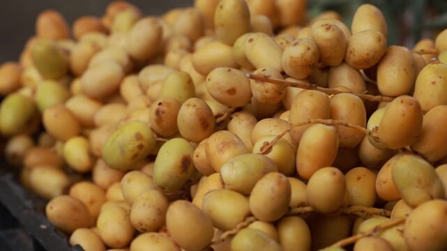 Fresh yellow dates branch harvested from local farm market