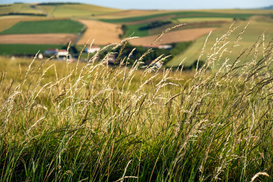Wild Grass Swaying in the Wind Over Rolling French Countryside Farmland on a Sunny Summer Day