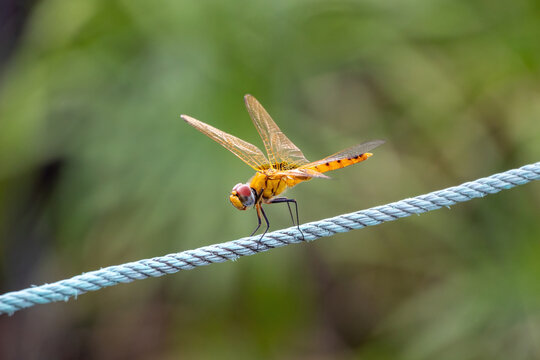 Dragonfly perched on clothesline rope with transparent wings spread out. Wild creature resting in outdoor natural light.