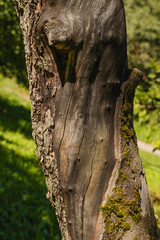 Obraz premium Weathered tree trunk shows deep grooves and mossy patches