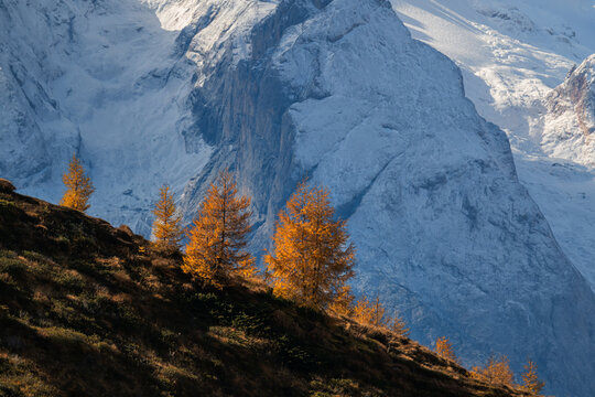 Golden larch trees on a mountain ridge with a massive snow covered alpine rock face in the background during late autumn season.